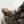 Load image into Gallery viewer, Late 19th Century Sculpture of Two Fighting Elks by P.J. Mêne