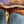 Load image into Gallery viewer, Late 19th Century Marquetry Side Table with Bronze & Mother of Pearl Details
