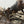 Load image into Gallery viewer, Late 19th Century Sculpture of Two Fighting Elks by P.J. Mêne