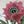 Load image into Gallery viewer, Flower Chandelier by Banci Firenze – Murano Glass & Gilt Iron, Italy, 1980's.