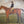 Load image into Gallery viewer, 18th Century "Highflyer" Painting by John N. Sartorius