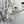 Load image into Gallery viewer, Venetian Rock Crystal Beaded Chandelier, Italy, c. 1950's