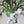 Load image into Gallery viewer, Flower Chandelier by Banci Firenze – Murano Glass & Gilt Iron, Italy, 1980's.