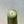 Load image into Gallery viewer, Vintage L.C. Tiffany Studios Favrile Glass Vase, c. 1980's