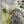 Load image into Gallery viewer, Set of Three 18th Century Large Italian Majolica Plaques