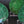 Load image into Gallery viewer, Set of Four Malachite Fornasetti Plates