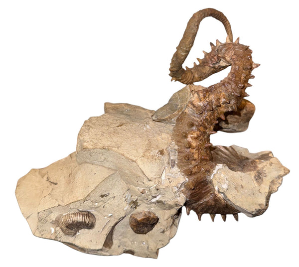 Didymoceras Stevensoni Heteromorph Ammonite Fossil on Matrix, South Dakota.