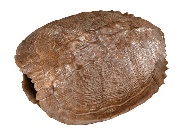 Pleistocene Trachemys Platymarginata Turtle Shell Fossil