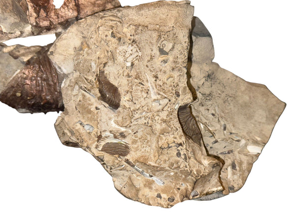 Didymoceras Stevensoni Heteromorph Ammonite Fossil on Matrix, South Dakota.