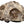Load image into Gallery viewer, Didymoceras Stevensoni Heteromorph Ammonite Fossil on Matrix, South Dakota.
