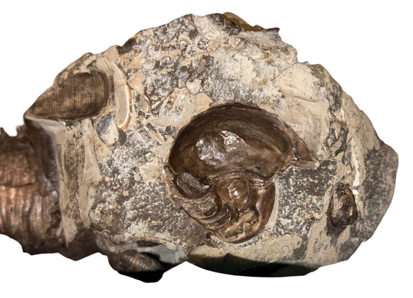 Didymoceras Stevensoni Heteromorph Ammonite Fossil on Matrix, South Dakota.