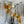 Load image into Gallery viewer, Pair of Clear &amp; Amber Murano Glass Sconces, c. 1960&#39;s
