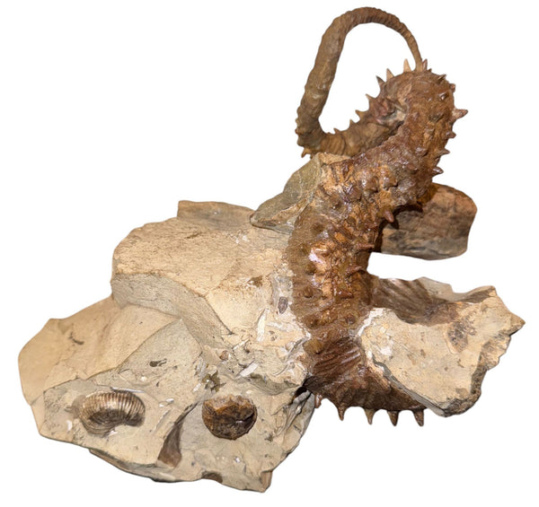 Didymoceras Stevensoni Heteromorph Ammonite Fossil on Matrix, South Dakota.