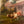 Load image into Gallery viewer, 19th Century Italian Pastoral Cow Painting Signed by Vitolla

