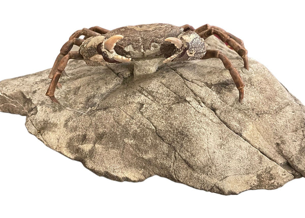 Fossil Crab (Galene granulifera) from Taiwan, Pliocene Period