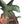 Load image into Gallery viewer, Monumental 20th century Chinese Spinach Jade Carved Eagle on Naturalistic Base
