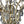 Load image into Gallery viewer, Mid-20th Century French Maison Baguès Crystal and Gilt Iron Chandelier
