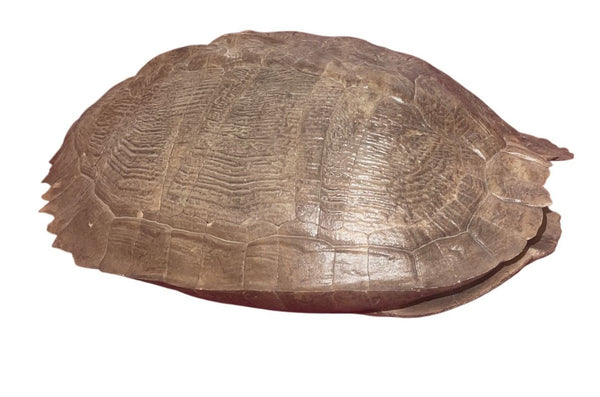 Pleistocene Trachemys Platymarginata Turtle Shell Fossil