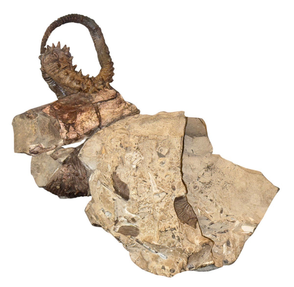 Didymoceras Stevensoni Heteromorph Ammonite Fossil on Matrix, South Dakota.