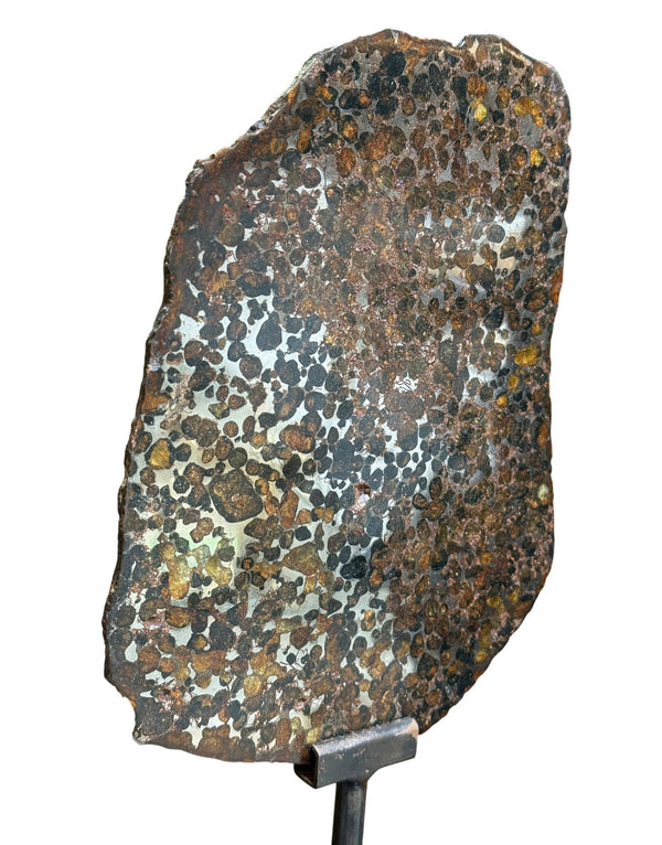 Pallasite Meteorite Slice from the Jericho Strewn Field, Kenya.