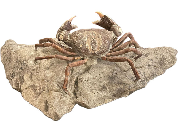 Fossil Crab (Galene granulifera) from Taiwan, Pliocene Period