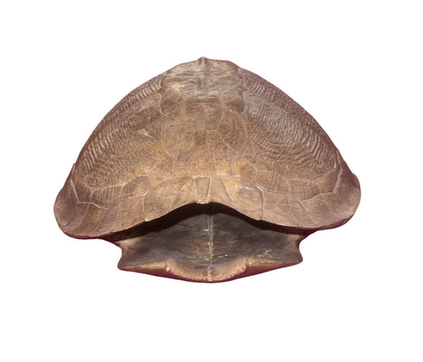 Pleistocene Trachemys Platymarginata Turtle Shell Fossil