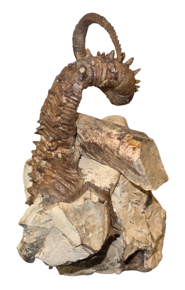 Didymoceras Stevensoni Heteromorph Ammonite Fossil on Matrix, South Dakota.