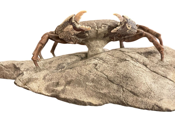 Fossil Crab (Galene granulifera) from Taiwan, Pliocene Period