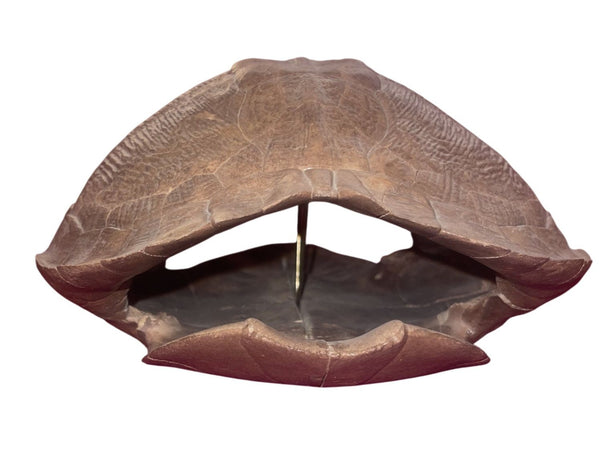 Pleistocene Trachemys Platymarginata Turtle Shell Fossil