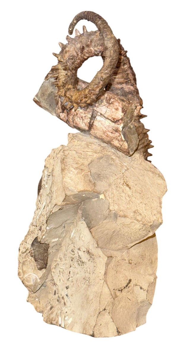 Didymoceras Stevensoni Heteromorph Ammonite Fossil on Matrix, South Dakota.