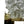 Load image into Gallery viewer, Set of Ten Murano “Rostrate” Glass Sconces Attributed to Barovier e Toso, 1970&#39;s
