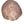 Load image into Gallery viewer, Pleistocene Trachemys Platymarginata Turtle Shell Fossil
