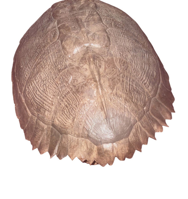 Pleistocene Trachemys Platymarginata Turtle Shell Fossil