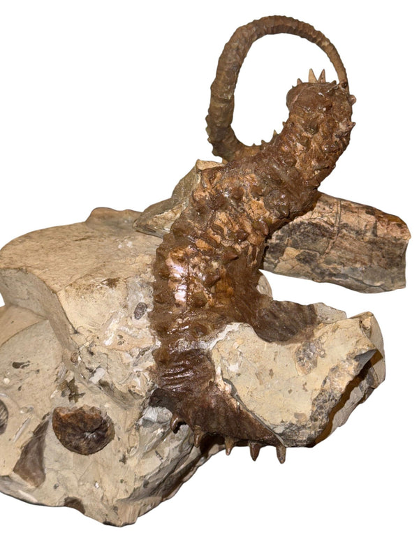 Didymoceras Stevensoni Heteromorph Ammonite Fossil on Matrix, South Dakota.