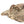 Load image into Gallery viewer, Fossil Crab (Galene granulifera) from Taiwan, Pliocene Period
