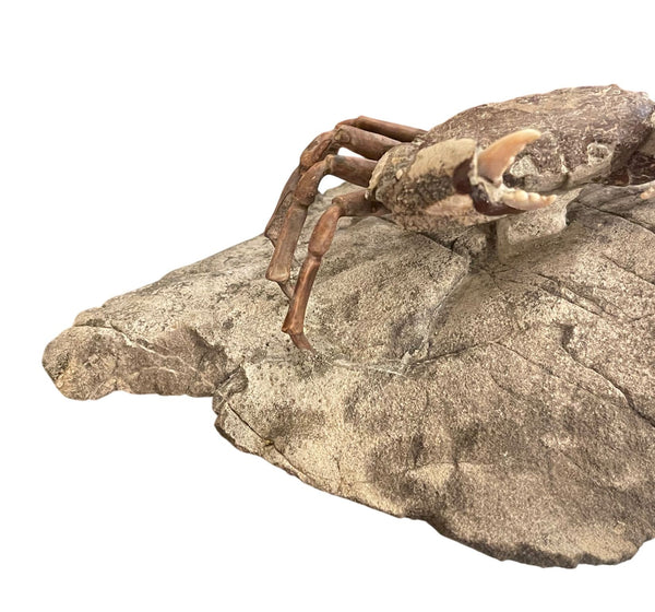 Fossil Crab (Galene granulifera) from Taiwan, Pliocene Period
