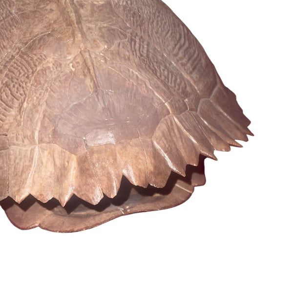 Pleistocene Trachemys Platymarginata Turtle Shell Fossil