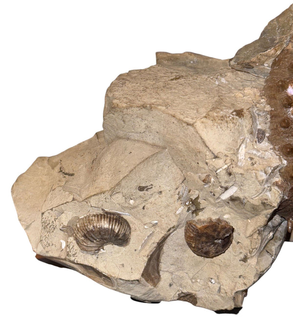 Didymoceras Stevensoni Heteromorph Ammonite Fossil on Matrix, South Dakota.
