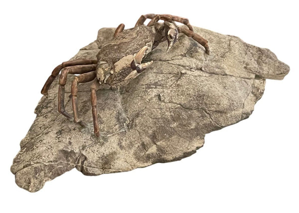 Fossil Crab (Galene granulifera) from Taiwan, Pliocene Period