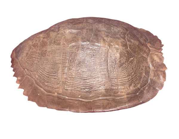 Pleistocene Trachemys Platymarginata Turtle Shell Fossil