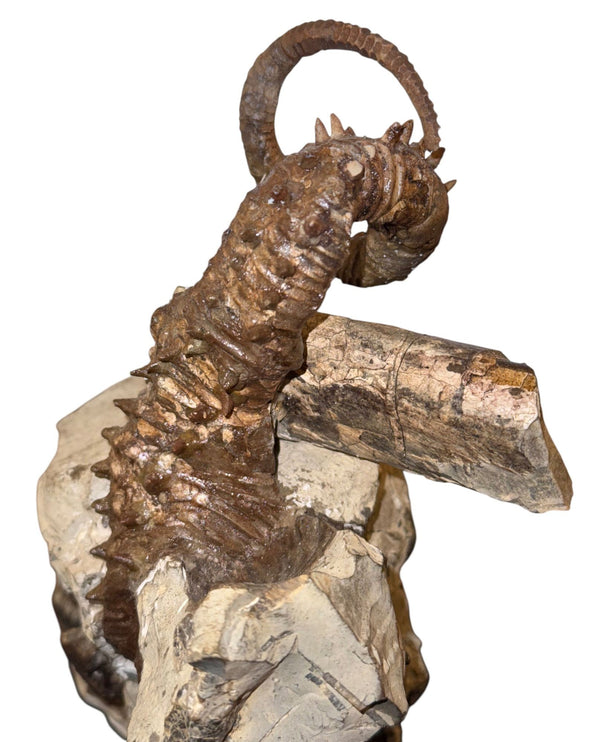 Didymoceras Stevensoni Heteromorph Ammonite Fossil on Matrix, South Dakota.