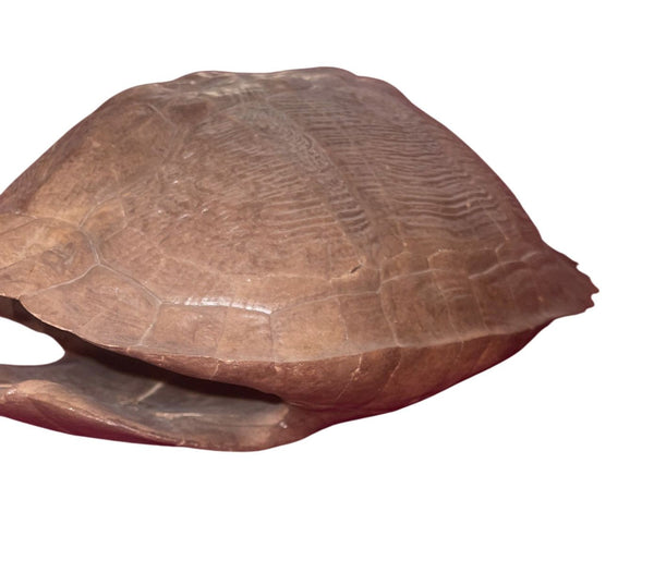 Pleistocene Trachemys Platymarginata Turtle Shell Fossil