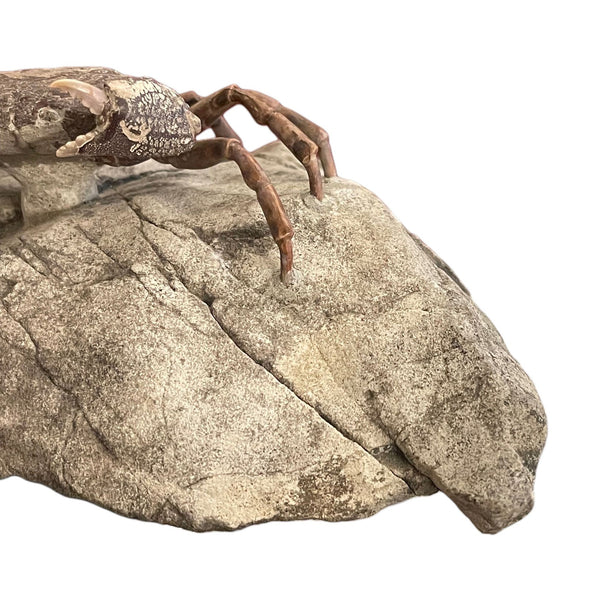 Fossil Crab (Galene granulifera) from Taiwan, Pliocene Period