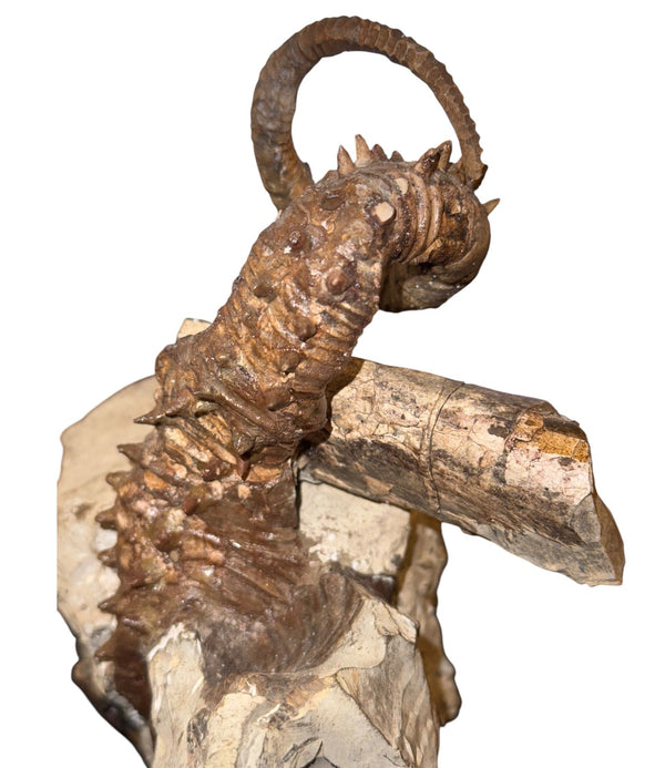 Didymoceras Stevensoni Heteromorph Ammonite Fossil on Matrix, South Dakota.