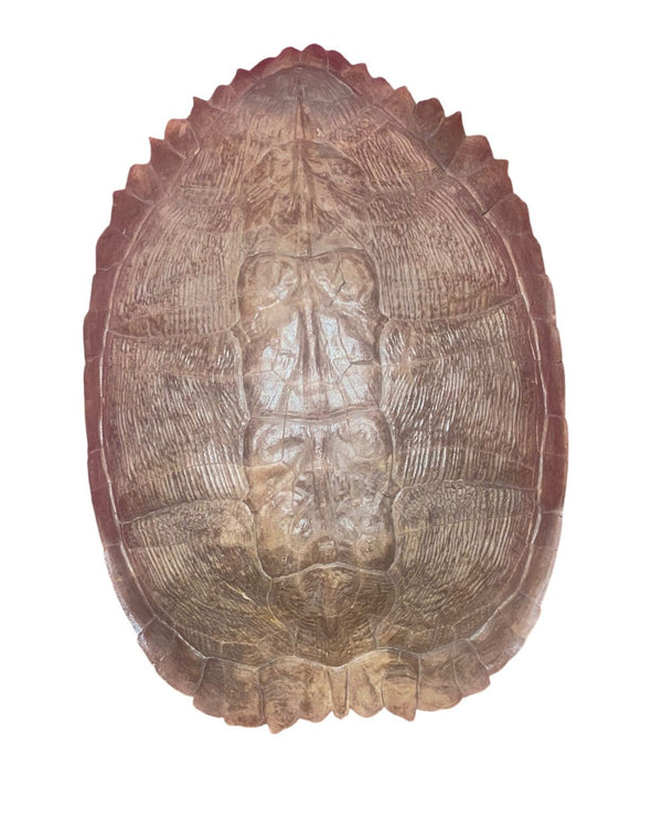 Pleistocene Trachemys Platymarginata Turtle Shell Fossil