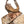 Load image into Gallery viewer, Didymoceras Stevensoni Heteromorph Ammonite Fossil on Matrix, South Dakota.
