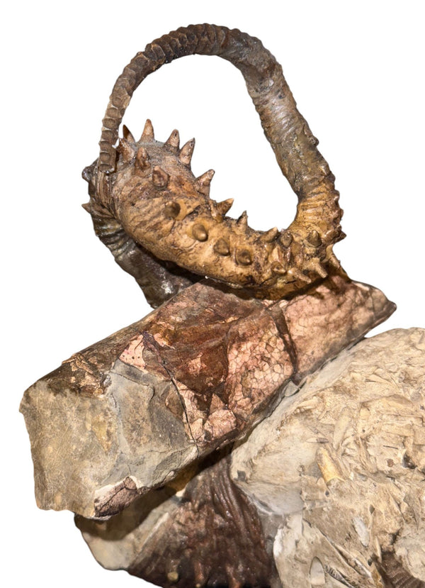 Didymoceras Stevensoni Heteromorph Ammonite Fossil on Matrix, South Dakota.