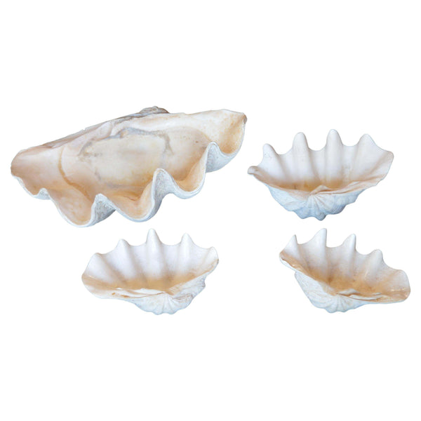 Collection of Natural Large and Medium Sized Seashells