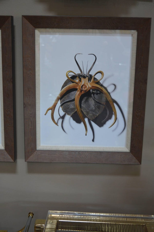 Set of Two Photos of Craft Beetles